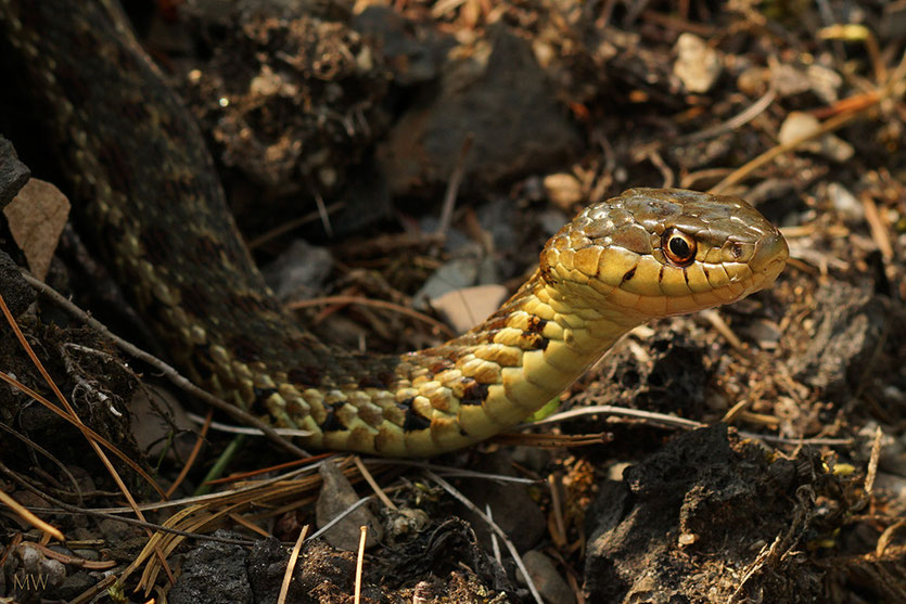 Common Garter Snake / Strumpfbandnatter (Thamnophis sirtalis)