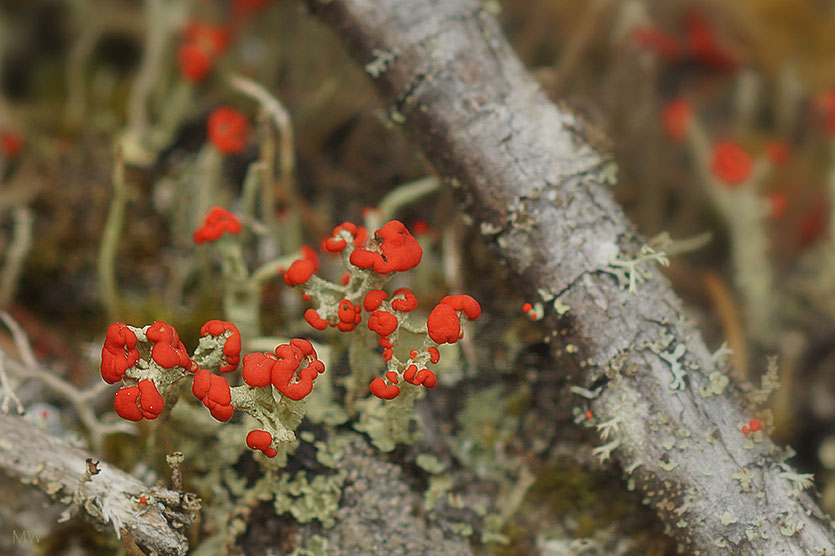 British soldier lichen (Cladonia cristatella )