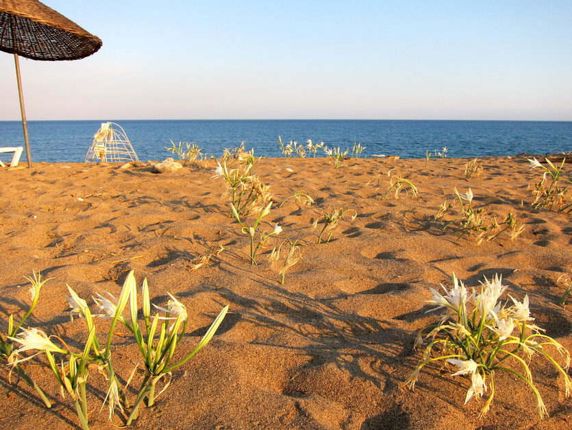 Çıralı Strand, Lykische Küste Türkei