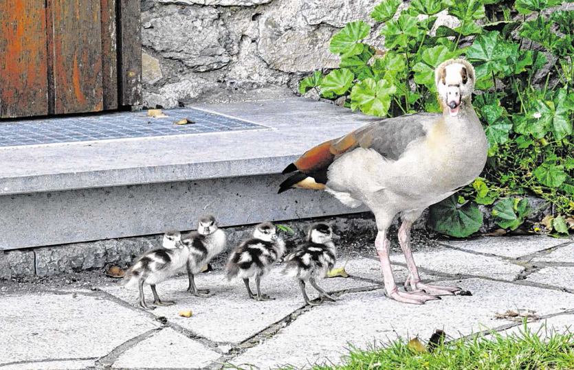 Foto: Gombert