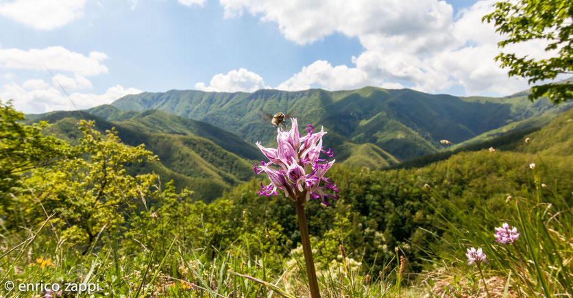 Orchidea scimmia (Orchis simia Lam., 1779) con dittero Bombilide che le sugge il nettare e dietro il palcoscenico meraviglioso del Crinale del Parco Nazionale delle Foreste Casentinesi.