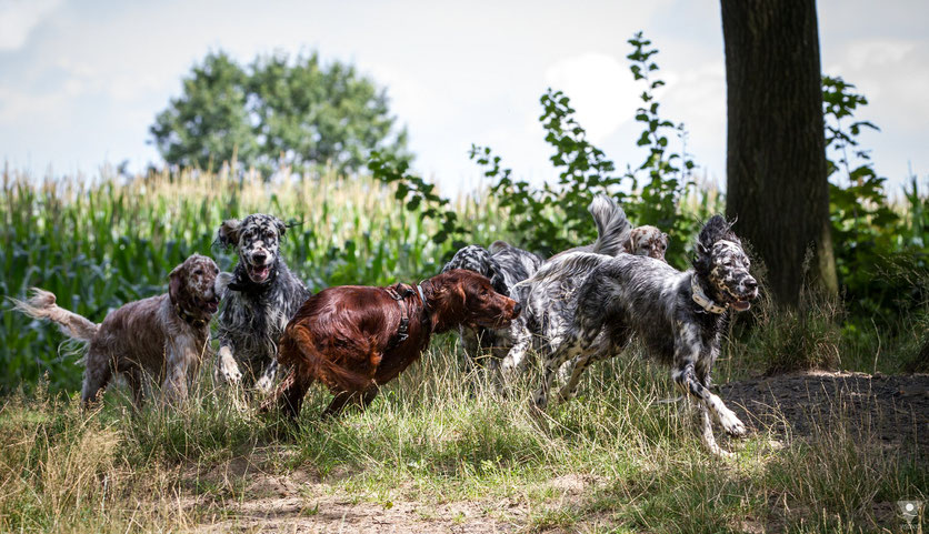  projekt english setter | visovio fotografie & fotokunst | englishsetter setterspaß, setter toben