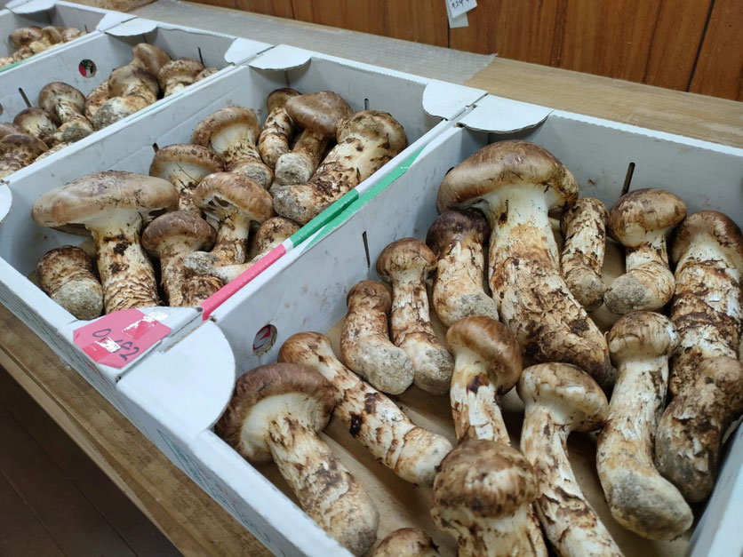 10月11日 飛騨産! 新鮮!