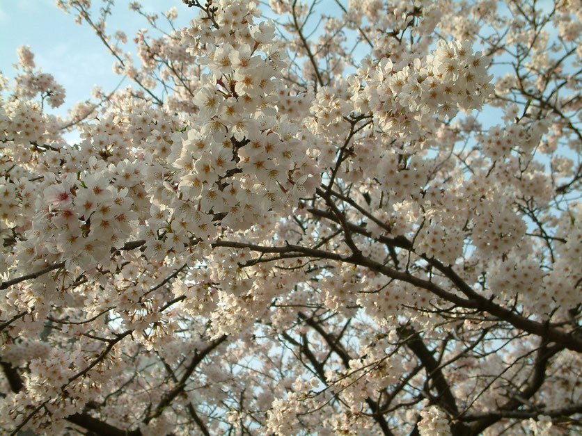 2009年4月5日　段葛の桜