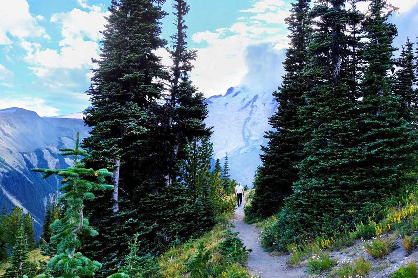 Wandern auf dem Silver Forest Trail, Mt. Rainier National Park