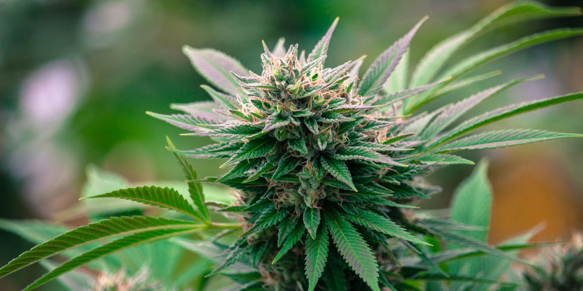 Planta de marihuana en fase de floración