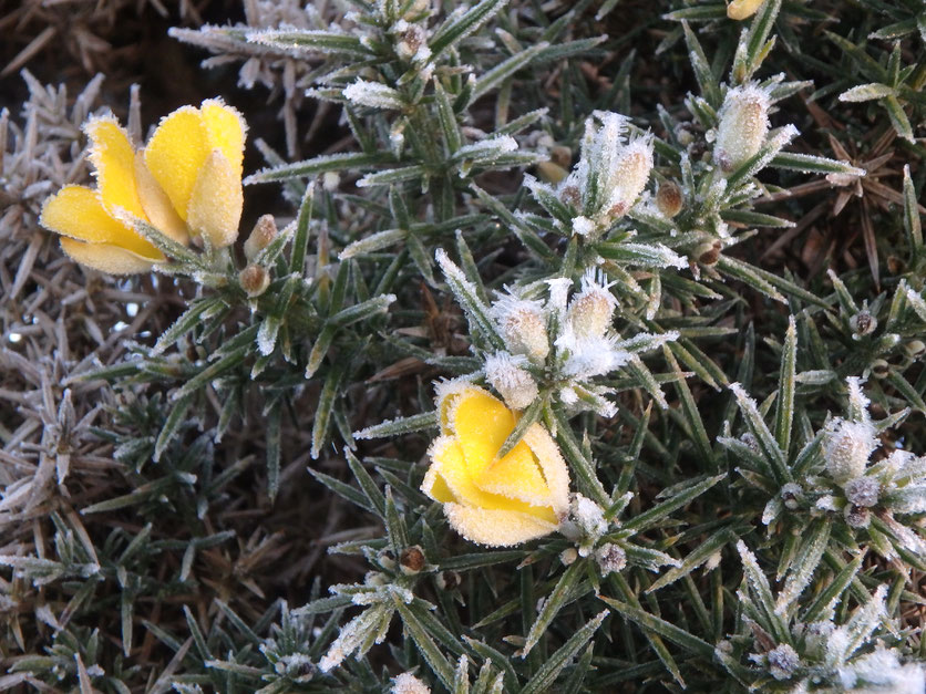 Gorse, frost over Dartmoor, Devon, England