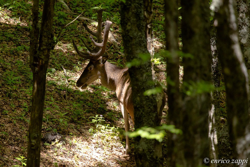 Cervo con palco ancora in velluto nel bosco sopra Campigna: un incontro fortuito quanto desiderato