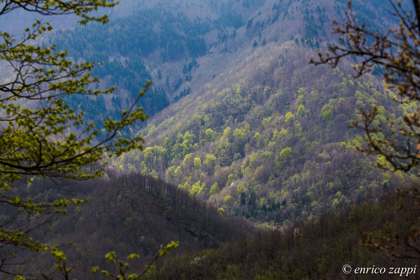 Parco Nazionale delle Foreste Casentinesi, dopo l'inverno il bosco, pian piano, si riveste del suo abito verde.