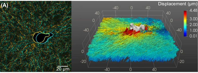 Fig. 2: Cell contours and associated displacement field