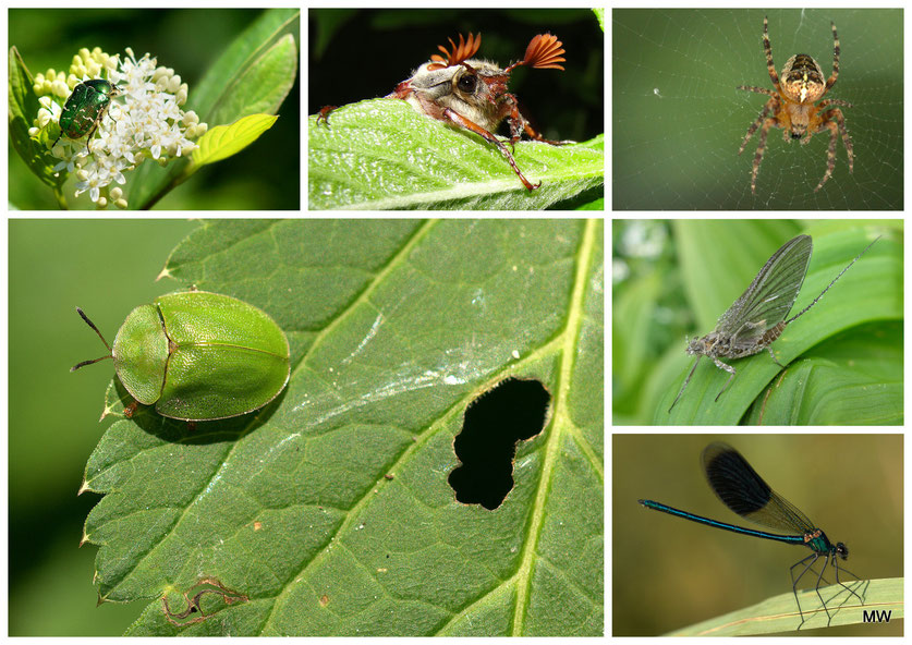 Collage Challenge: Insekten
