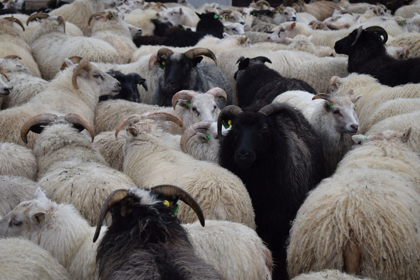 Sheep round-up, Landmannalaugar