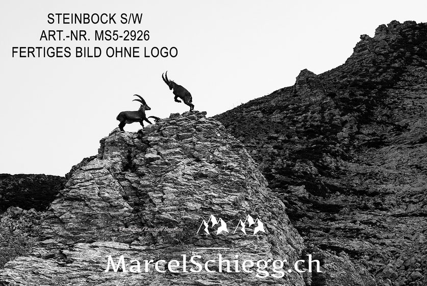 Marcel Schiegg, Alpensteinbock, Steinbock, schwarz-weiss