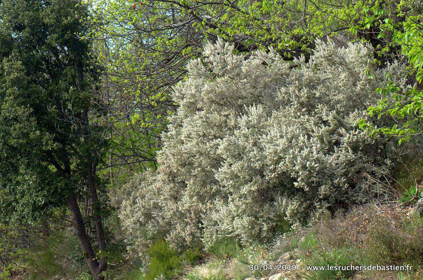 floraison de Erica arborea, bruyère arborescente en Cévennes