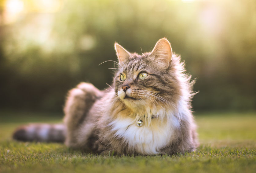 Kommunikation mit Tiere, Tieren, Pferde, Hunde, Katzen, Vögel, Kaninchen, Wildtiere