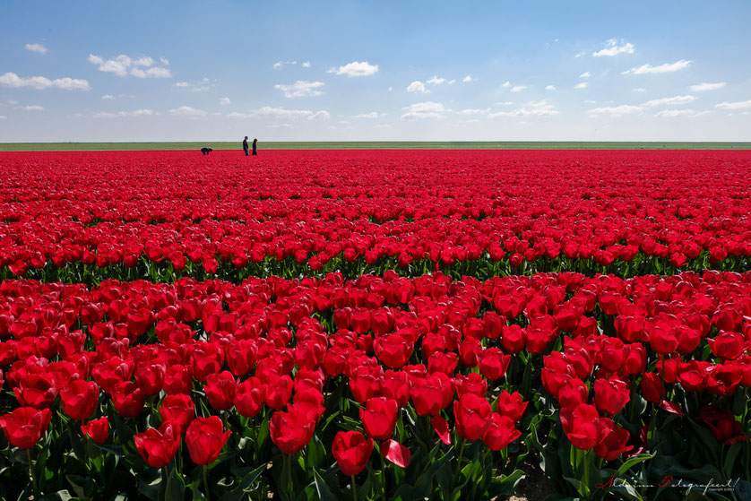 Tulpenroute 2014, Noordoostpolder