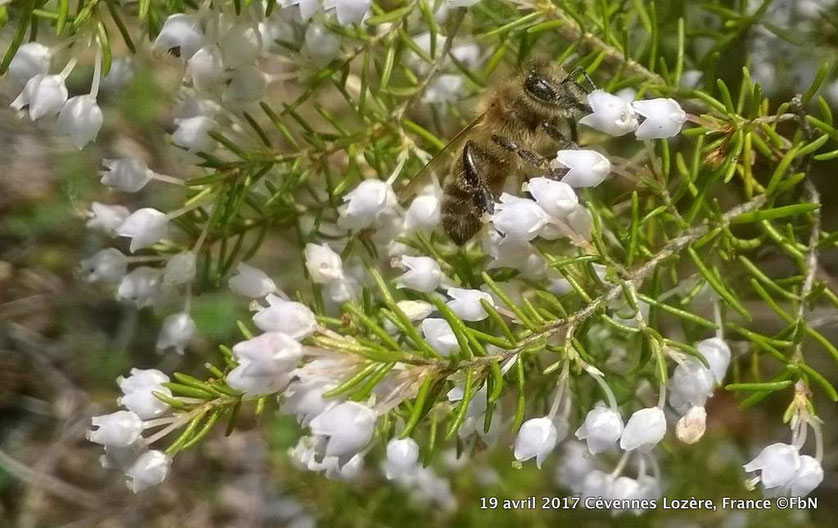 Bruyère blanche et abeille, Cévennes