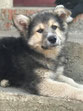 Boris 5/2019