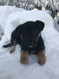 Gerd-Feb.18