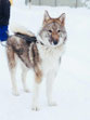 Amur-Feb.18
