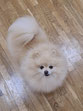 Kolobok 05/24