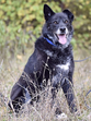 Balu 11/24