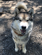 Balou 7/22