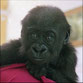 Gorilitas de signo Acuario