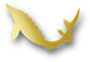 Grafik: Goldener Stör, Bildmarke aus dem Logo von GOLDEN CAVIAR, Hamburg