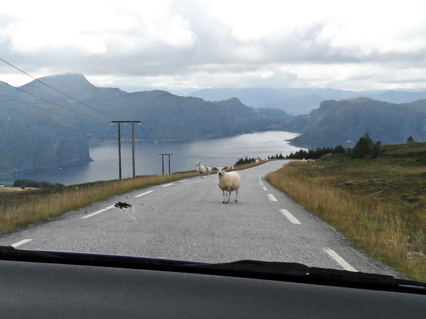 Rush hour on a day trip to the West Cape