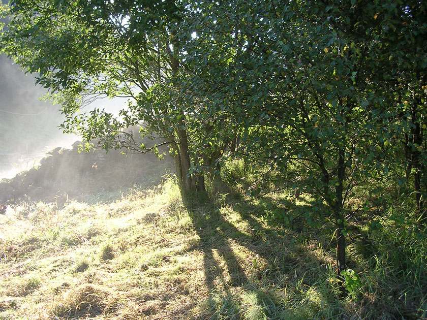 Nature behind the guesthouse on riding centre in Norway