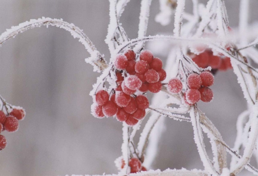 Winter - Baur Gartenpflege GmbH Buchberg