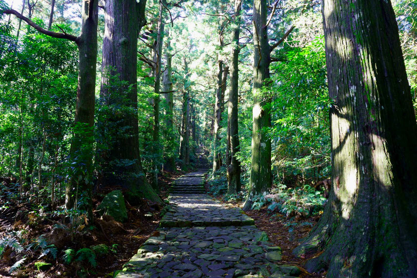 熊野古道の石畳と杉の道
