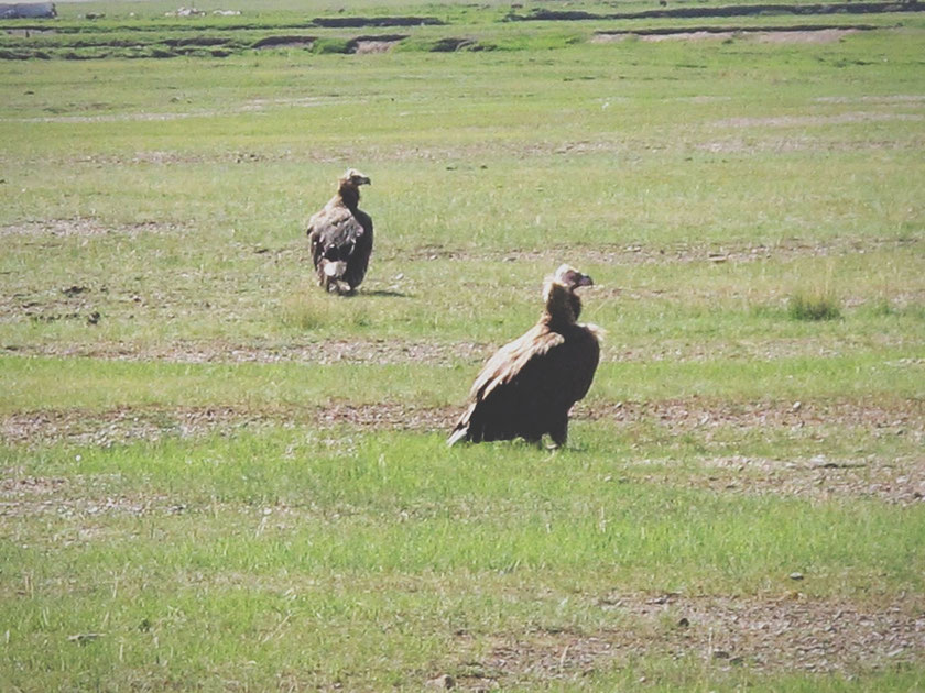 bigousteppes mongolie route steppes vautours