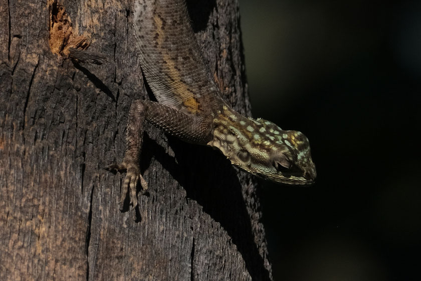 Agame des colons ou margouillat, lézard de La Réunion