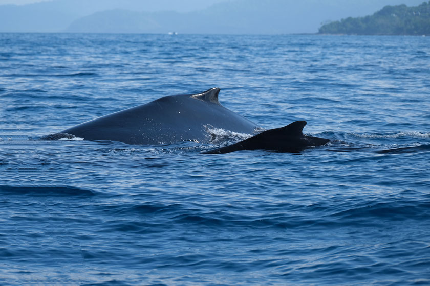 Baleine à bosse, Parc National Marino Ballena, Uvita, Costa Rica