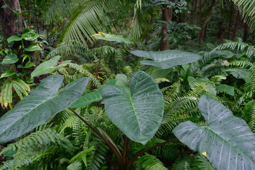 Jardin des Parfums et des Epices à Saint-Philippe, La Réunion