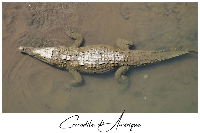 Crocodile, Tarcoles, Costa Rica