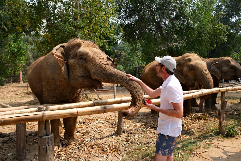 Eléphant à Elephant Haven, province de Kanchanaburi, Thaïlande