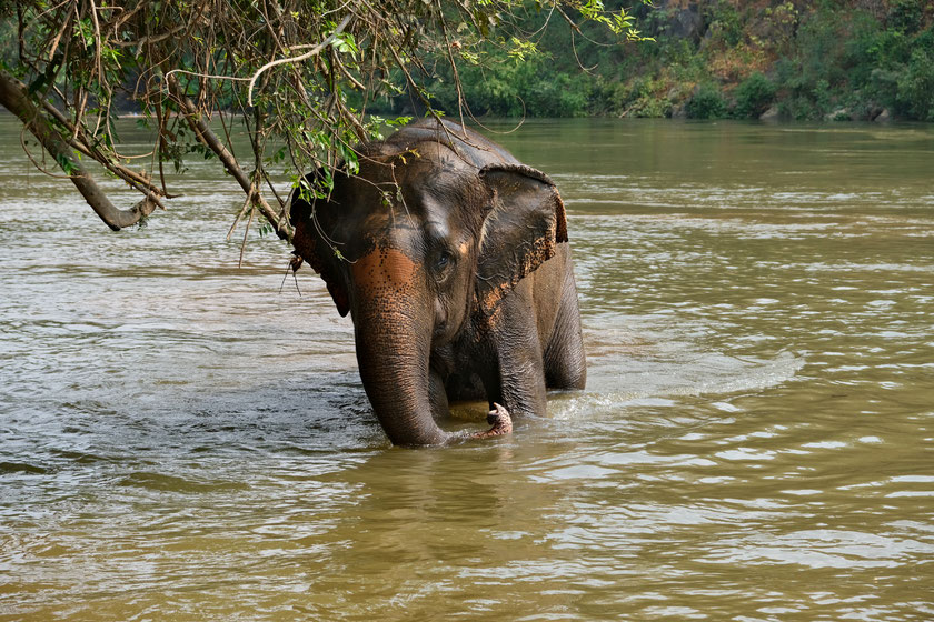 Eléphant à Elephant Haven, province de Kanchanaburi, Thaïlande