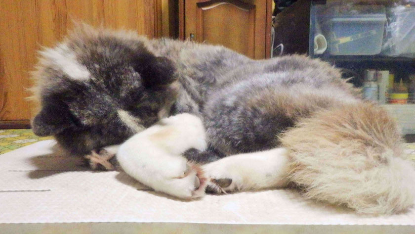 犬画像