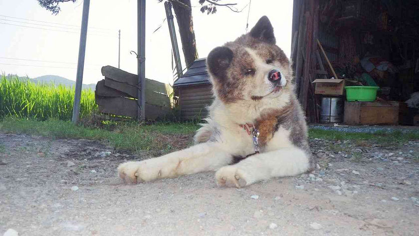 犬 画像