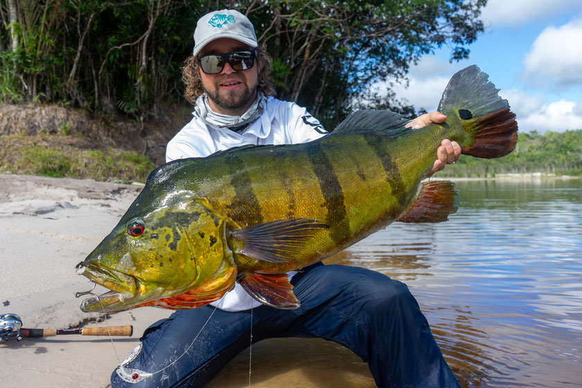 Giant Peacock Bass