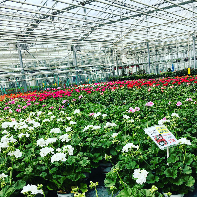 Les serres du Lycée horticole Les Jardins Plixbourg à Wintzenheim.