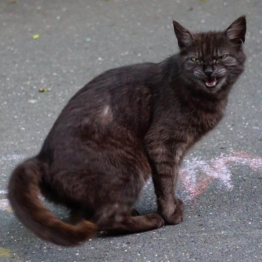 What Does My Cat Think About Me? Explained RealCatTalks