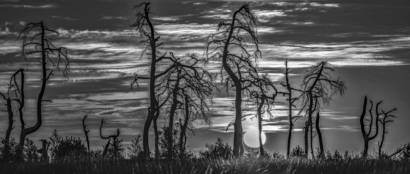 Geisterwald # Noir Flohay # Hohes Venn