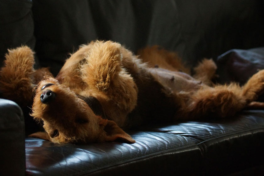 Heute morgen auf dem Sofa fotografiert  -   Bepina vom Juratal