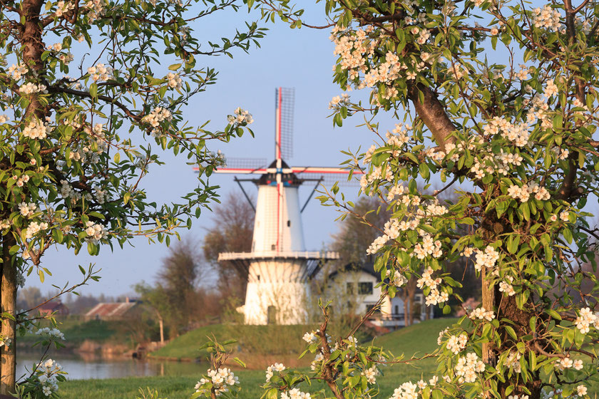 De Vlinder tussen de peren bloesem