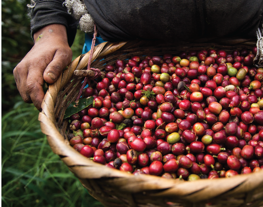 café, cafe, café en grano, cafe en grano, café molido, cafe molido, café colombiano, cafe Colombiano, , 100% colombianao, compra lo nuentro,Colombia, cafe de Colombia, juanvaldez, amor perfecto, el mejor café,