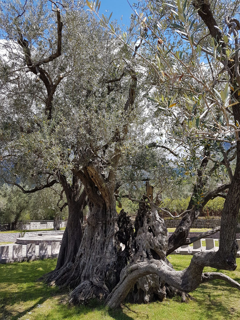 Ältester Olivenbaum Montenegros mit über 2000 Jahren bei Stari Bar